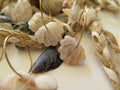Ohrringe Pearl Seashell